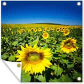 Tuin poster Zonnebloemen bij een strakblauwe lucht - 200x200 cm - Tuindoek - Buitenposter