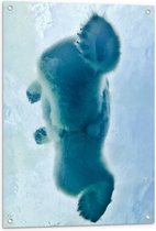 WallClassics - Tuinposter – Ijsbeer van Onder het Ijs - 60x80 cm Foto op Tuinposter  (wanddecoratie voor buiten en binnen)