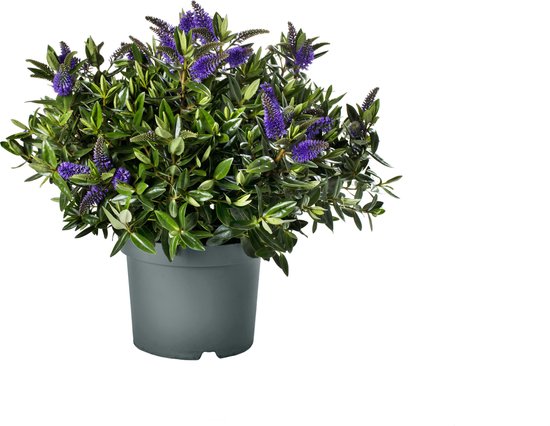 Yardwe 50 stuks herbruikbare boompotten voor diepe kwekerijen, hoge plantenpotten voor zaailingen met drainagegaten, 12 x 32 cm