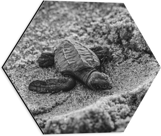 WallClassics - Dibond Hexagon - Baby Schildpad op het Strand Zwart - Wit - 40x34.8 cm Foto op Hexagon (Met Ophangsysteem)