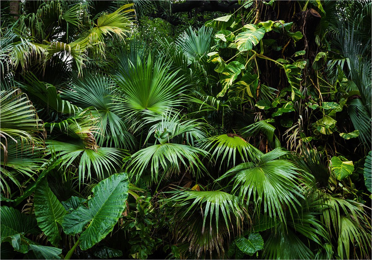 Fotobehangkoning - Behang - Vliesbehang - Fotobehang - Sunny Jungle - Exotische Bladeren - Magische Jungle Planten - 200 x 140 cm