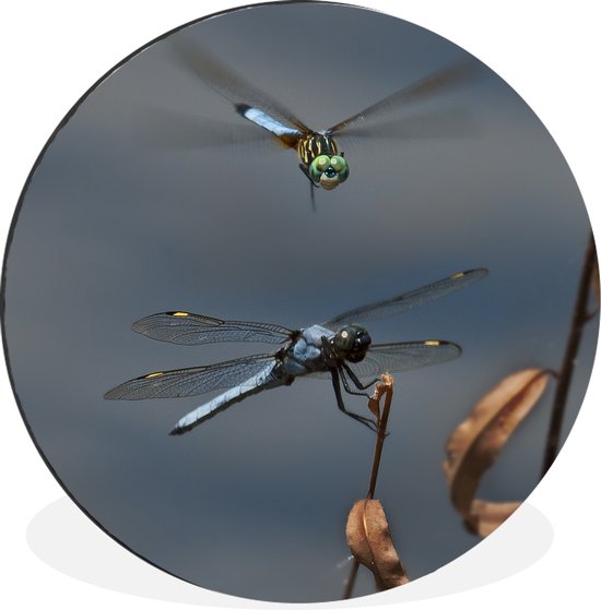 WallCircle - Wandcirkel - Muurcirkel - Twee vliegende libelles - Aluminium - Dibond - ⌀ 30 cm - Binnen en Buiten