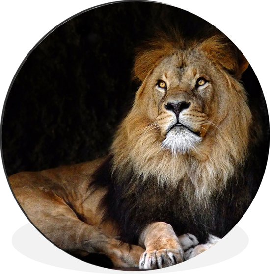 Lion couché sur fond noir Cercle mural aluminium ⌀ 120 cm - tirage photo sur cercle mural / cercle vivant / cercle de jardin (décoration murale) XXL / Groot format!