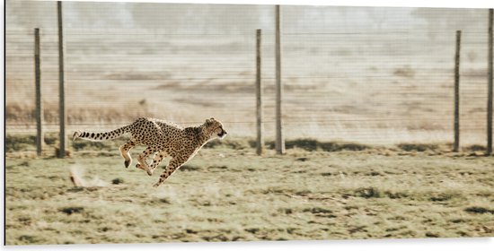 WallClassics - Dibond - Jacht Luipaard voor een Hek - 100x50 cm Foto op Aluminium (Met Ophangsysteem)