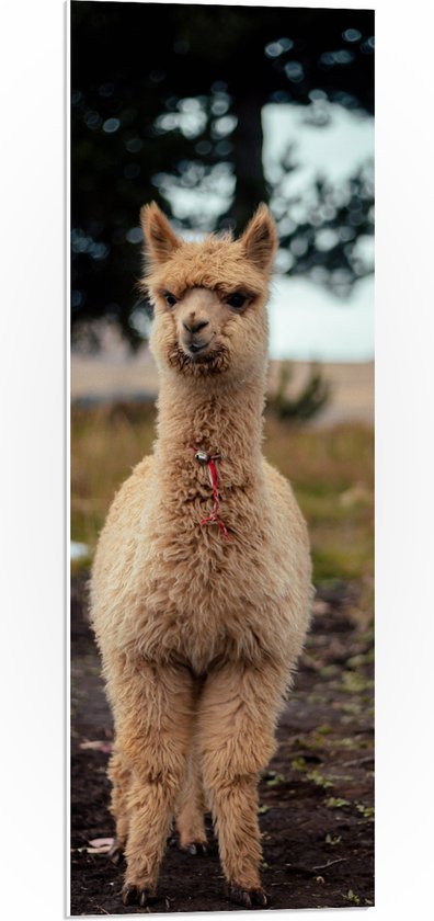 WallClassics - PVC Schuimplaat - Alpaca met Belletje - 30x90 cm Foto op PVC Schuimplaat (Met Ophangsysteem)