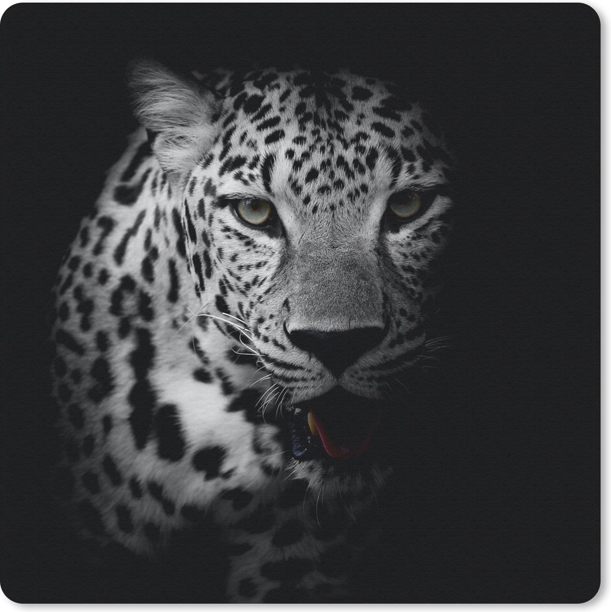 Muismat 20x20 cm - Mousepad Dieren - Zwart - Wit - Panter - Portret - Muismatten
