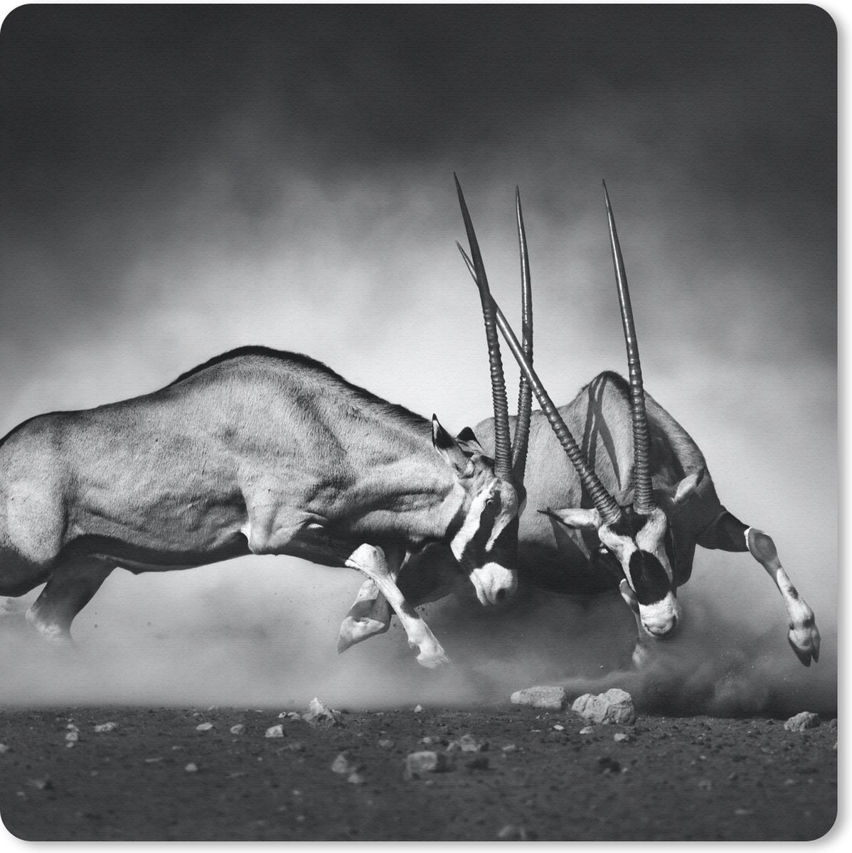 Muismat 30x30 cm - Mousepad Antilope - Zwart wit - Portret - Wilde dieren - Dieren - Muismatten