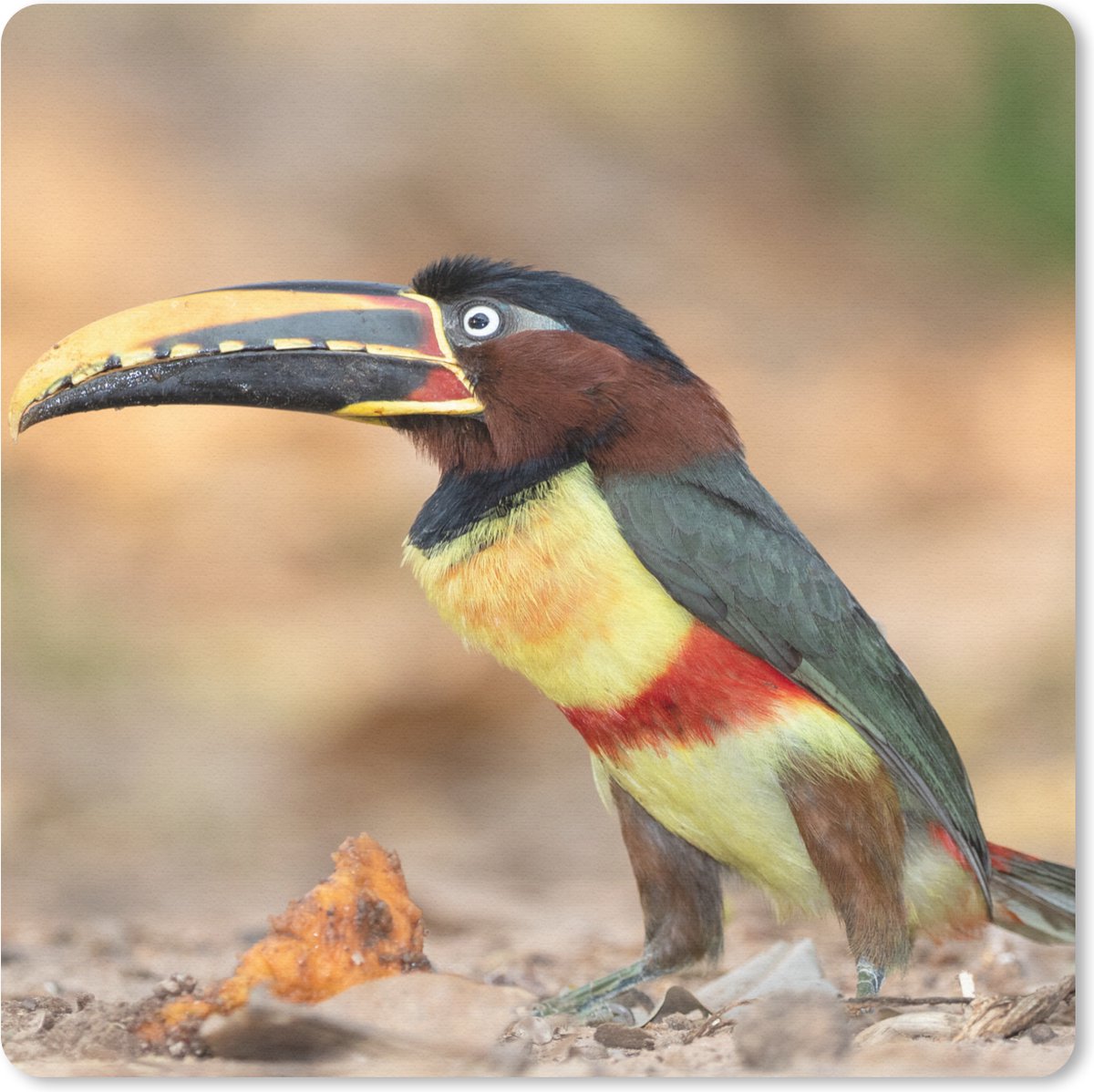 Muismat 20x20 cm - Mousepad Vogel - Toekan - Veren - Natuur - Muismatten