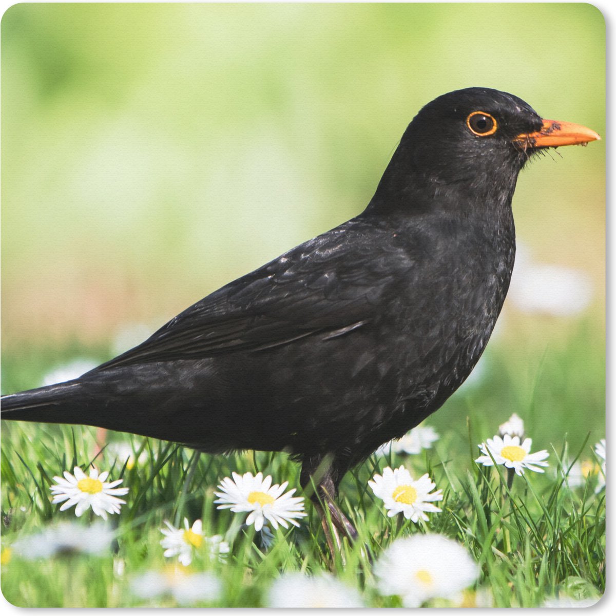 Muismat - Mousepad - Vogel - Merel - Bloemen - 30x30 cm - Muismatten