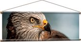 WallClassics - Textielposter - Roofvogel Wouw - 120x40 cm Foto op Textiel