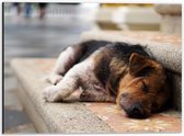 WallClassics - Dibond - Slapende Hond op de Trap - 40x30 cm Foto op Aluminium (Met Ophangsysteem)