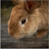 WallClassics - Poster (Mat) - Lief Bruin Konijntje - 50x50 cm Foto op Posterpapier met een Matte look