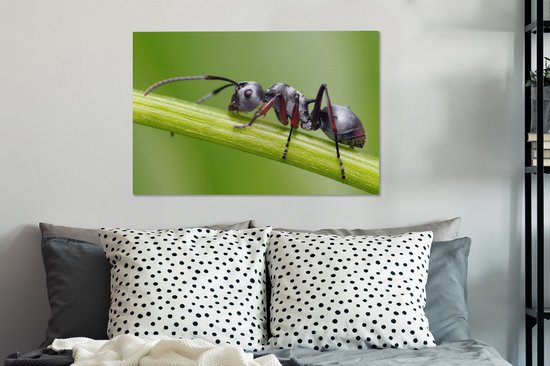 Tableau sur toile Gros plan fourmi sur tige - 60x40 cm - Décoration murale