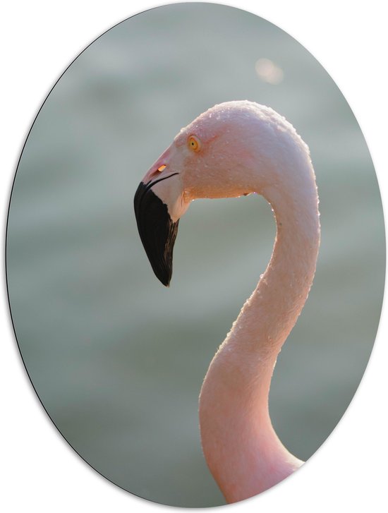 WallClassics - Dibond Ovaal - Gezicht van Roze FLamingo - 81x108 cm Foto op Ovaal (Met Ophangsysteem)