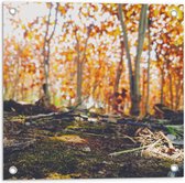 WallClassics - Poster de jardin - Branches tombées - 50x50 cm Photo sur poster de jardin (décoration murale pour extérieur et intérieur)