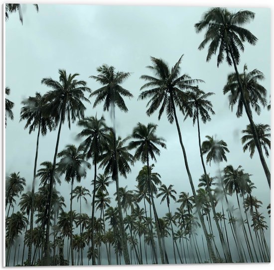 WallClassics - PVC Schuimplaat- Regenwolken boven Palmbomen - 50x50 cm Foto op PVC Schuimplaat