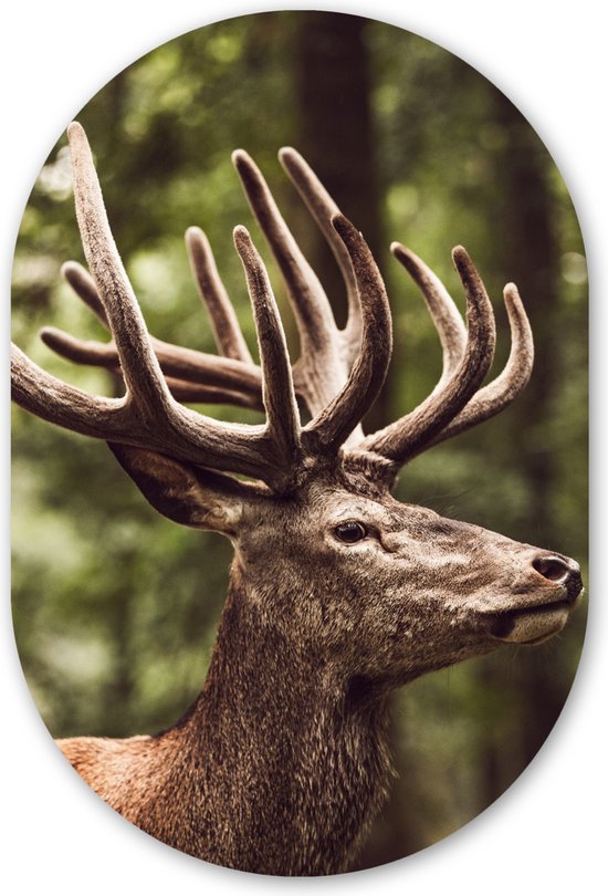 Tête De Cerf En Bois à Fixation Murale, Sculpture Murale, Décoration Murale, Supports De Rangement Pour Cadeaux, Artisanat, Décoration Murale, Bricolage Assembler, Cadeaux D'art (couleur : Or