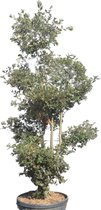 Steeneik - Quercus Ilex - Pom pon
