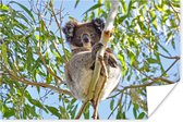 Poster Koala - Bladeren - Lucht - Kinderen - Jongens - Meiden - 90x60 cm