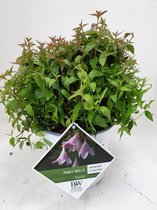 Abelia Pinky Bells C3 cm