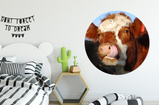 La vache lèche la feuille de plastique de cercle de mur de nez