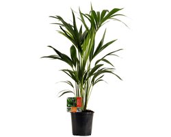 Luchtzuiverende kentia palm kamerplant - 100 cm hoog - Howea Forsteriana