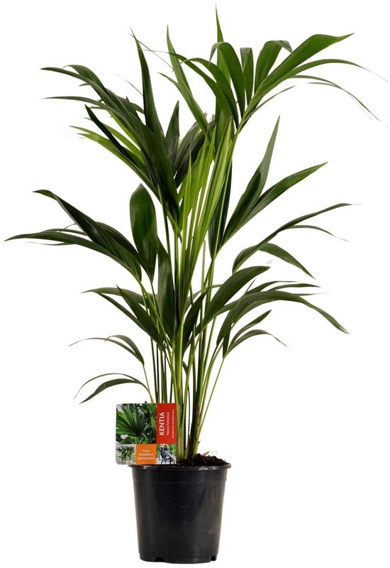 Luchtzuiverende kentia palm kamerplant - 100 cm hoog - Howea Forsteriana