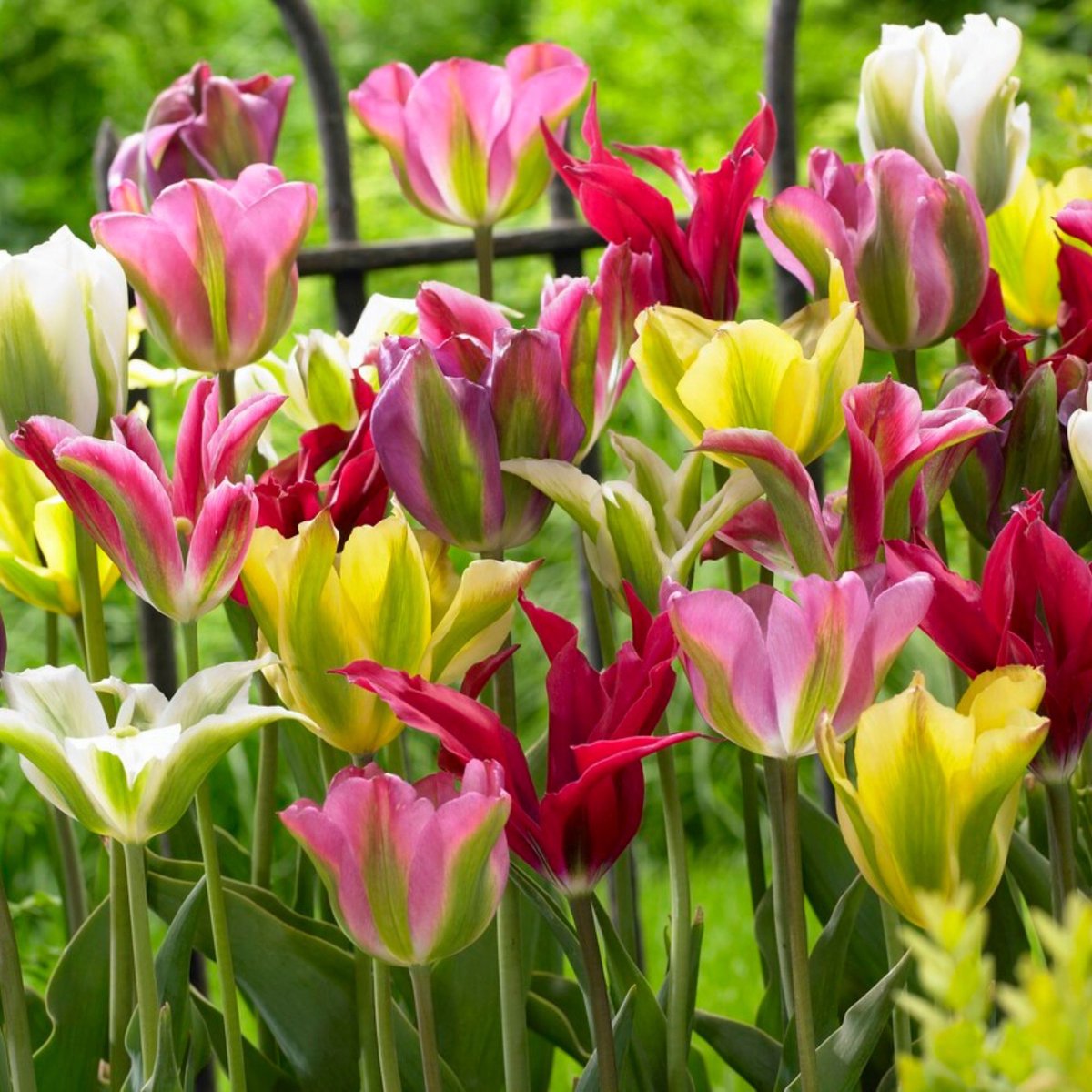 Groenbloemige tulp (Tulipa Viridiflora) - Tulp Viridiflora Gemengd - Tulipa - Snijbloemen - Voorjaarsbollen - bloeit in April / Mei