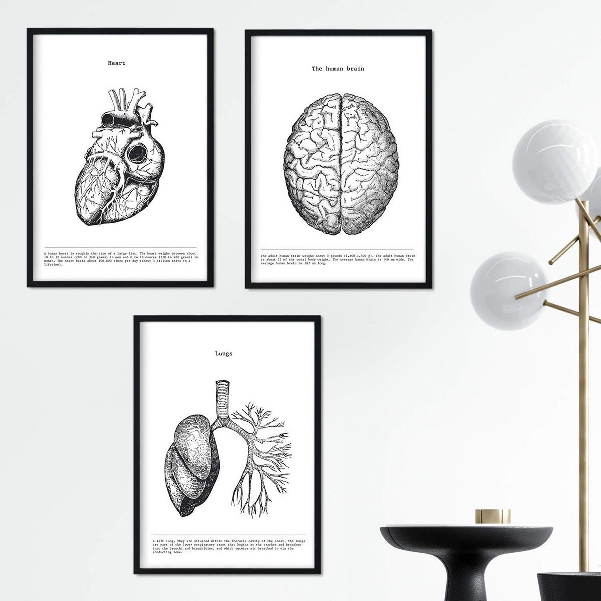 A3 Anatomie Posters Set: Brein, Hart en Longen - Menselijk Lichaam Zichtbaar