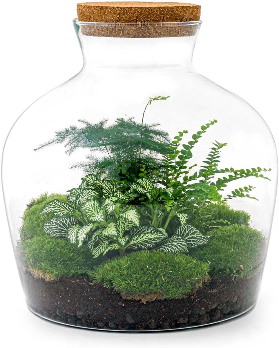 Doe Het Zelf Terrarium Set in Glas - Groeen Mini Ecosysteem - 30 cm