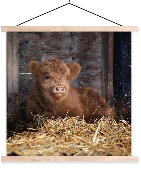 Affiche scolaire - Highlander écossais - Ferme - Paille - 40x40 cm - Lattes vierges