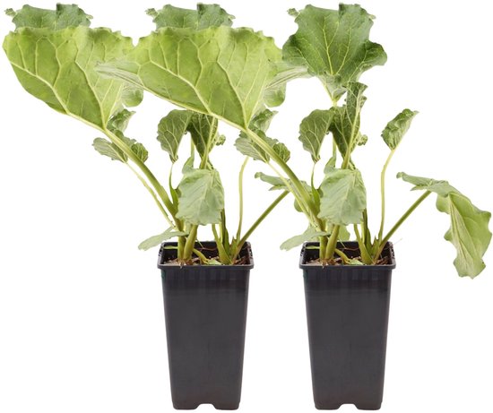 Plant in a Box - Rabarberplant - Set van 2 - Rheum rhabarbarum - Hoogte 50-60cm - Pot 15cm - Vaste buitenplant - Eetbare stengels