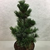 Pinus parviflora 'Bergman' - Japanse witte den | 40-50 cm pot