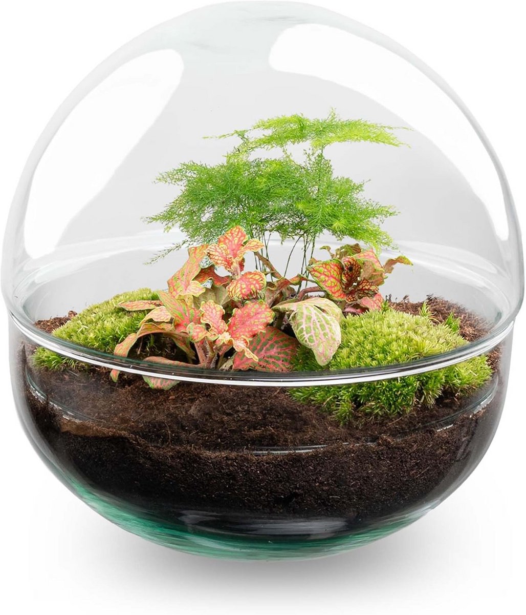 Terrarium Dome Rood • Complete DIY Terrarium Set • Plantenecosysteem in Glas • 20 cm hoog