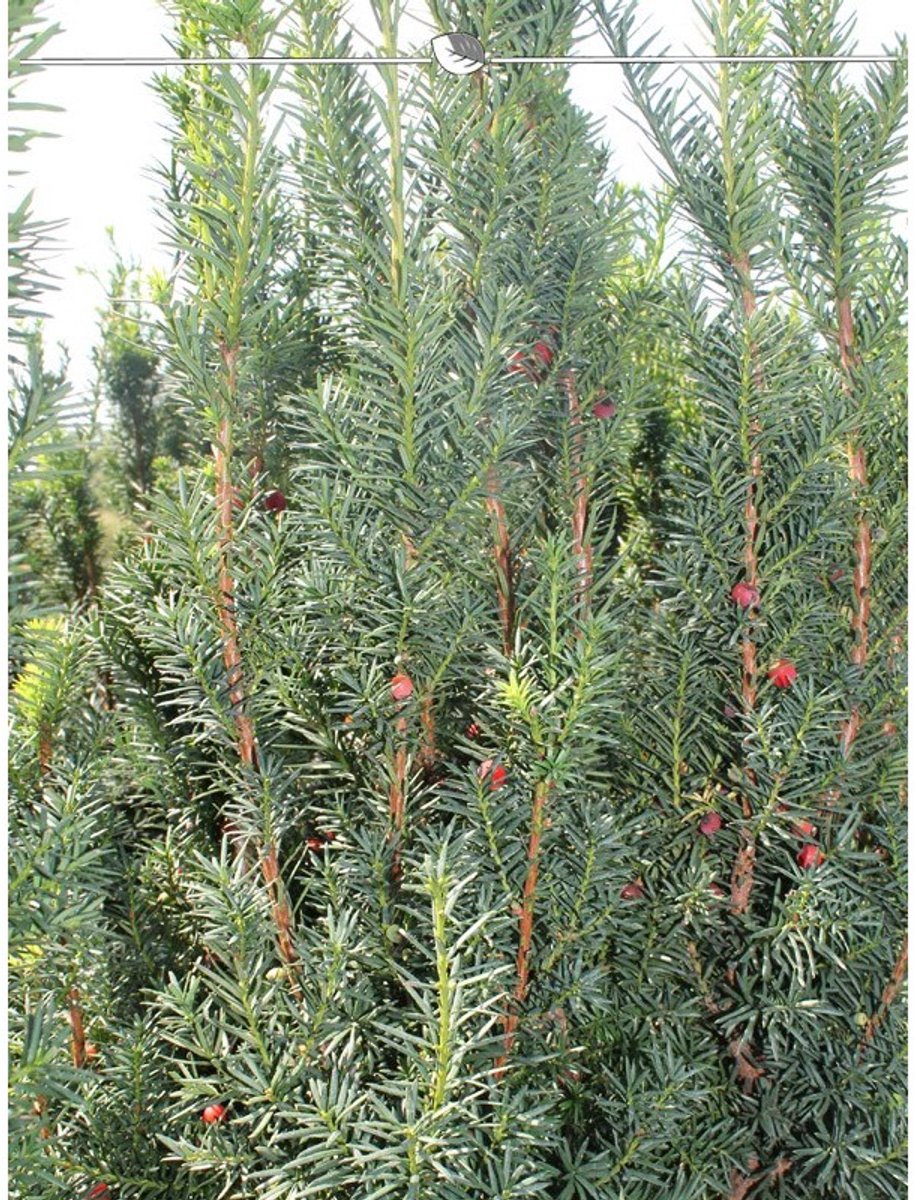 Venijnboom Taxus media Hicksii 50-60 cm, 150x Haagplant