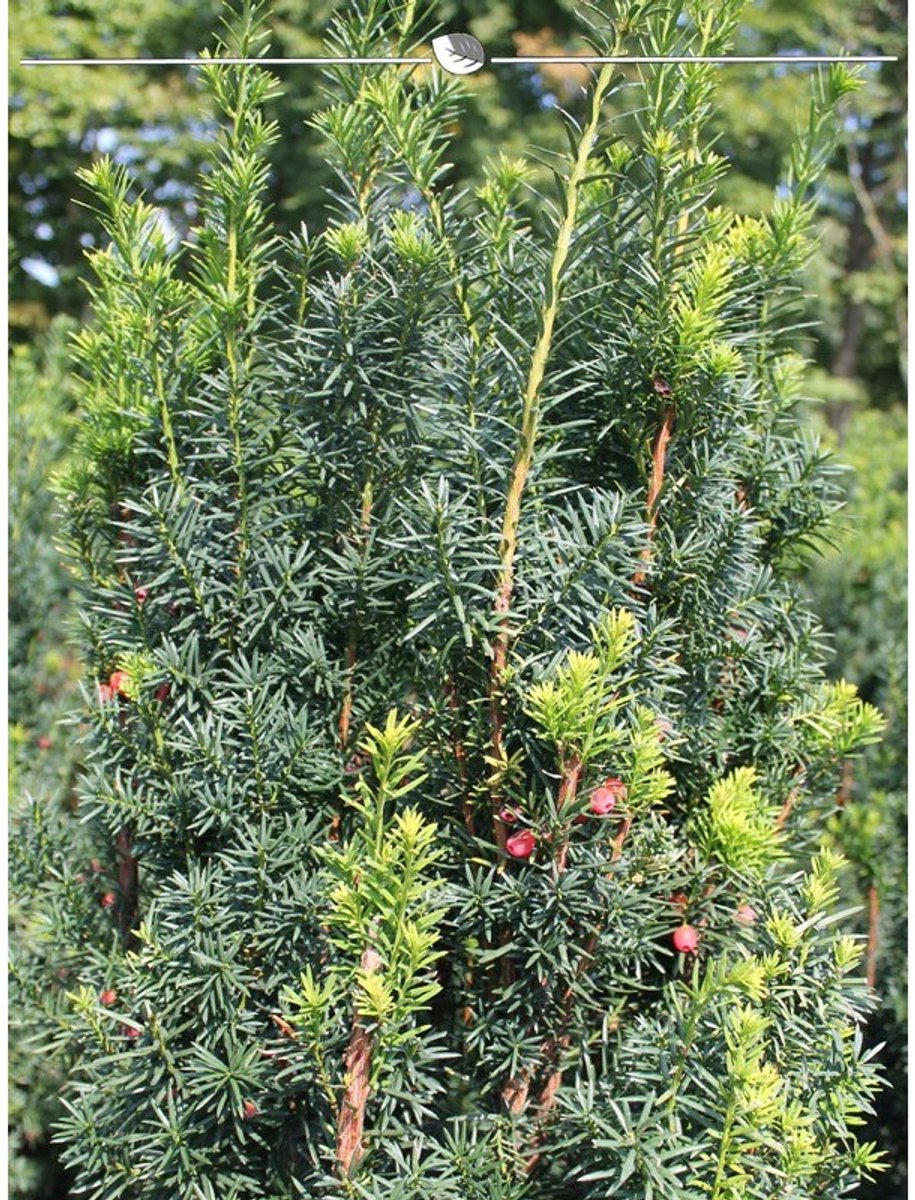 Venijnboom Taxus media Hicksii 40-50 cm, 30x Haagplant
