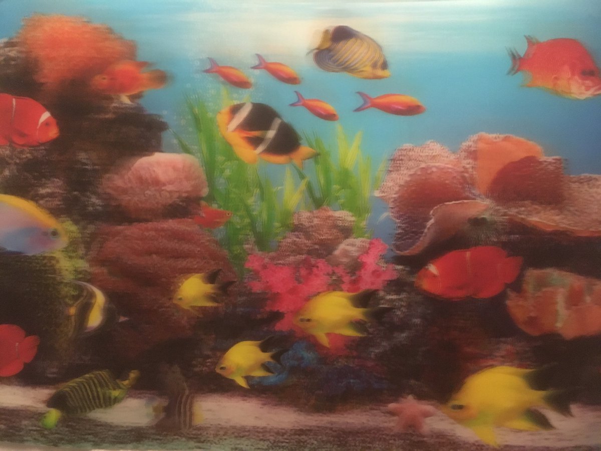 Set van 4 placemats met dieren in 3D