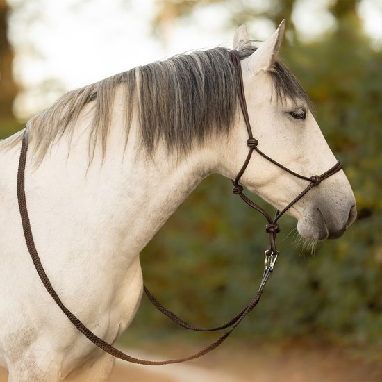 Qhp Touwhalster leer Liberta Bruin - Full | Halstertouw paard Qhp Touwhalster leer Liberta Bruin - Full | Halstertouw paard