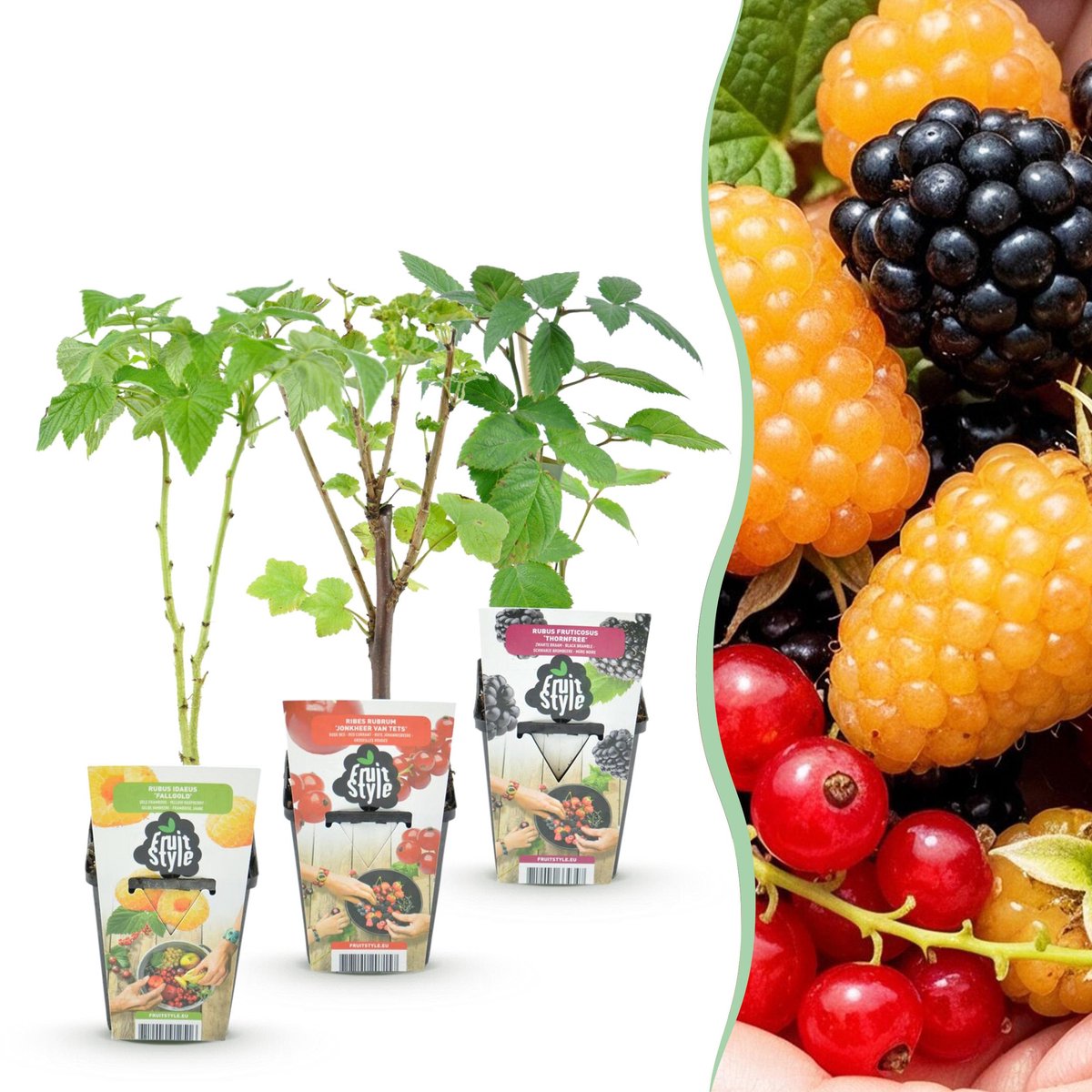 Plantenboetiek.nl | Tricolour - Rode Bes - Gele Framboos - Zwarte Braam - Winterhard - 3 Planten - Ø9cm - 15-25cm hoog - Tuinplant