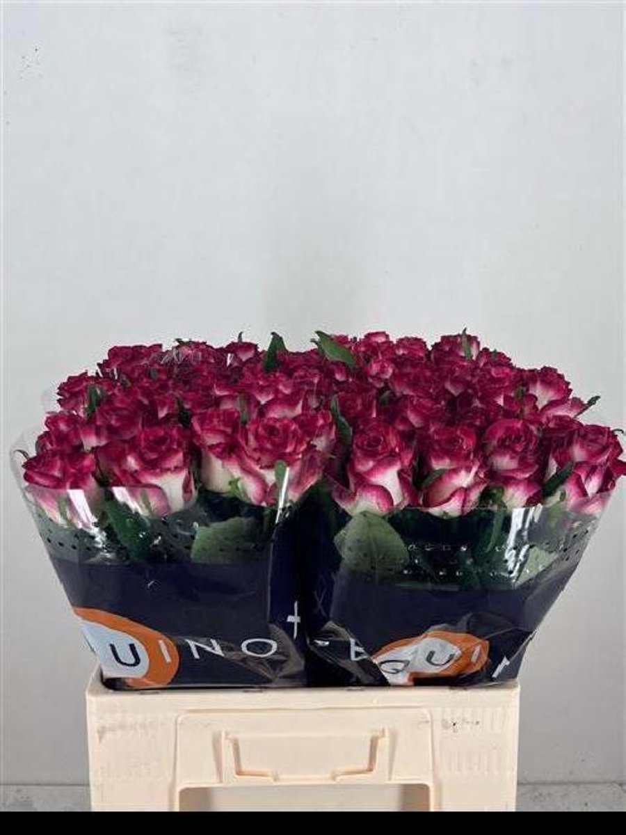 10x Rosa ducati 60cm