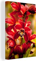 Orchidées rouges sur fond flou Toile 60x90 cm - Tirage photo sur toile (Décoration murale salon / chambre) / Peintures Fleurs sur toile