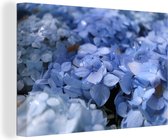 Hortensias bleus avec des gouttes d'eau sur toile 2cm 150x100 cm - Tirage photo sur toile (Décoration murale salon / chambre) / Peintures Fleurs sur toile