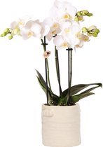 Kolibri Orchids | Phalaenopsis orchidee in Witte keramieken Jug bloempot sierpot - 40cm hoog - Ø9cm | wit