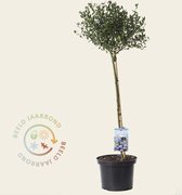 Ceanothus impressus 'Victoria' - 60 cm stam