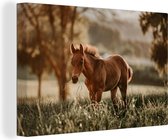Canvas Schilderij Paard - Licht - Weide - 60x40 cm - Wanddecoratie