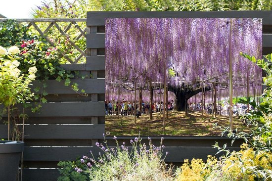 Affiche jardin - Glycine à l'ombre - 120x90 cm