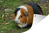 Muurdecoratie Cavia buiten - 180x120 cm - Tuinposter - Tuindoek - Buitenposter