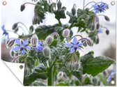Tuin decoratie Bloeiende bernagie plant in de natuur - 40x30 cm - Tuindoek - Buitenposter