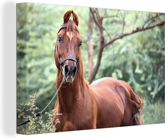 Un cheval Kathiawari dans la toile nature boisée 90x60 cm - Tirage photo sur toile (Décoration murale salon / chambre) / Peintures sur toile Animaux de la ferme