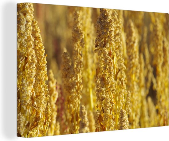 Canvas Schilderij Gouden stengels van quinoa planten schieten als kool uit de grond - 120x80 cm - Wanddecoratie